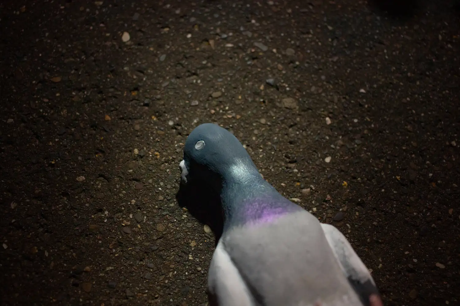 Squab Squad, 2020