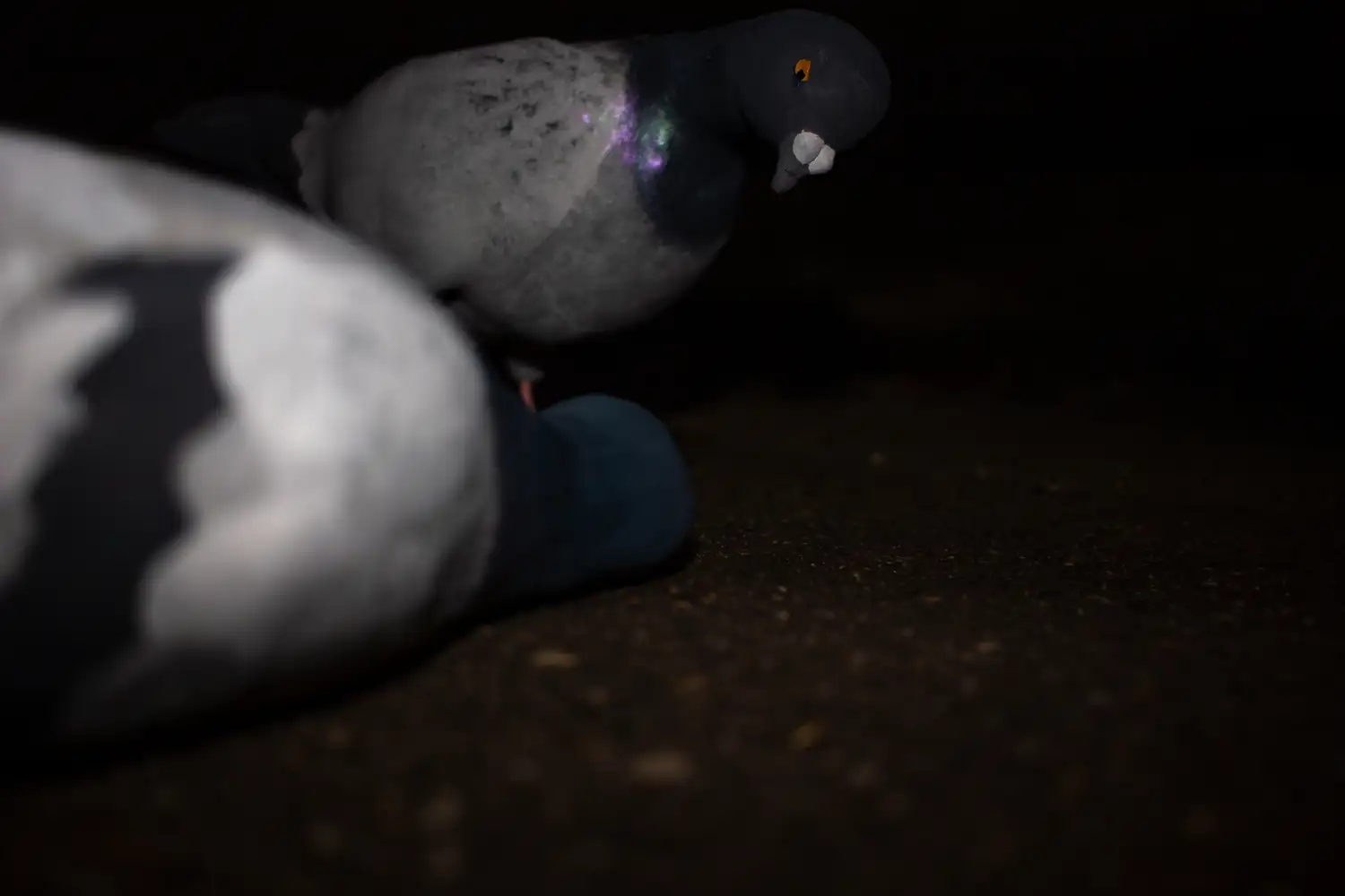 Squab Squad, 2020