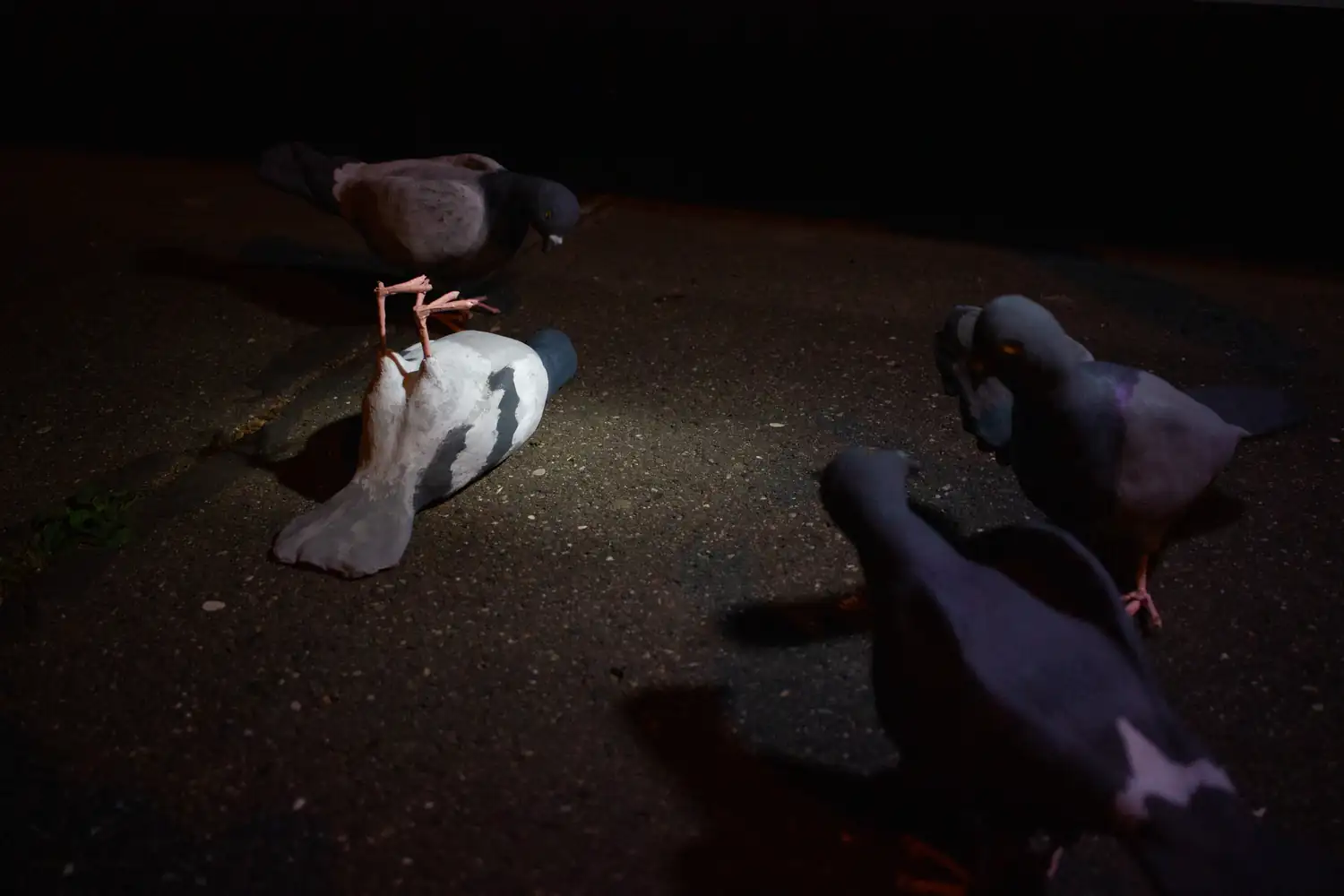 Squab Squad, 2020